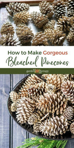 Bleached  Pinecones