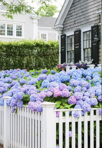 Hydrangea Season